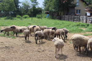 Rasplodne ovce