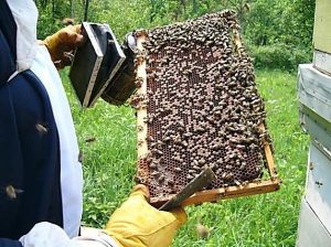 pčelinjih društava