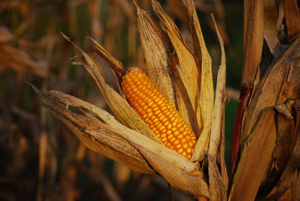 izmjena receptura kao preventiva kod manjih prinosa kukurza