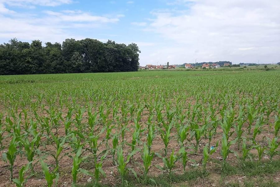 Savjet agronoma za bolji prinos kukuruza