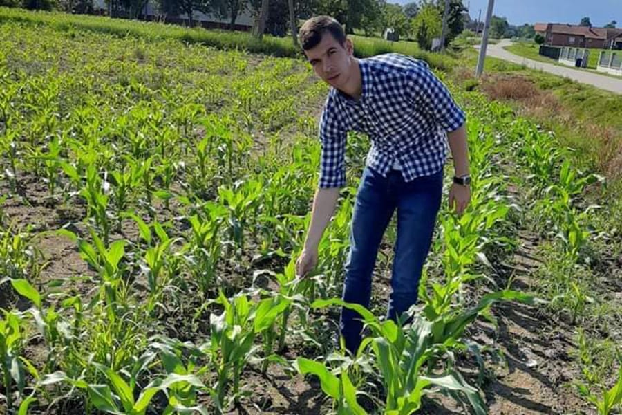 Preporuke agronoma za bolji prinos kukuruza 