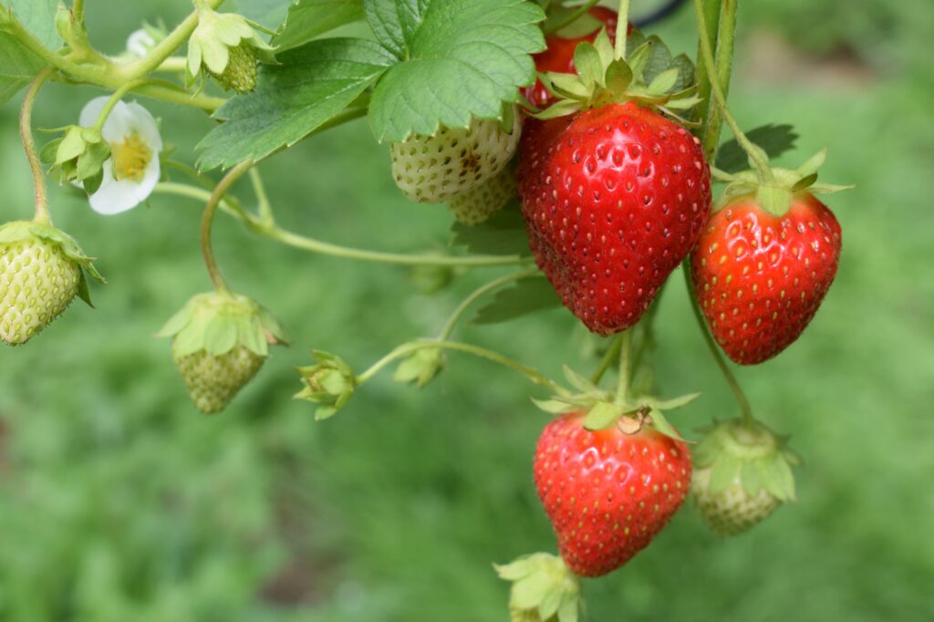 jagode