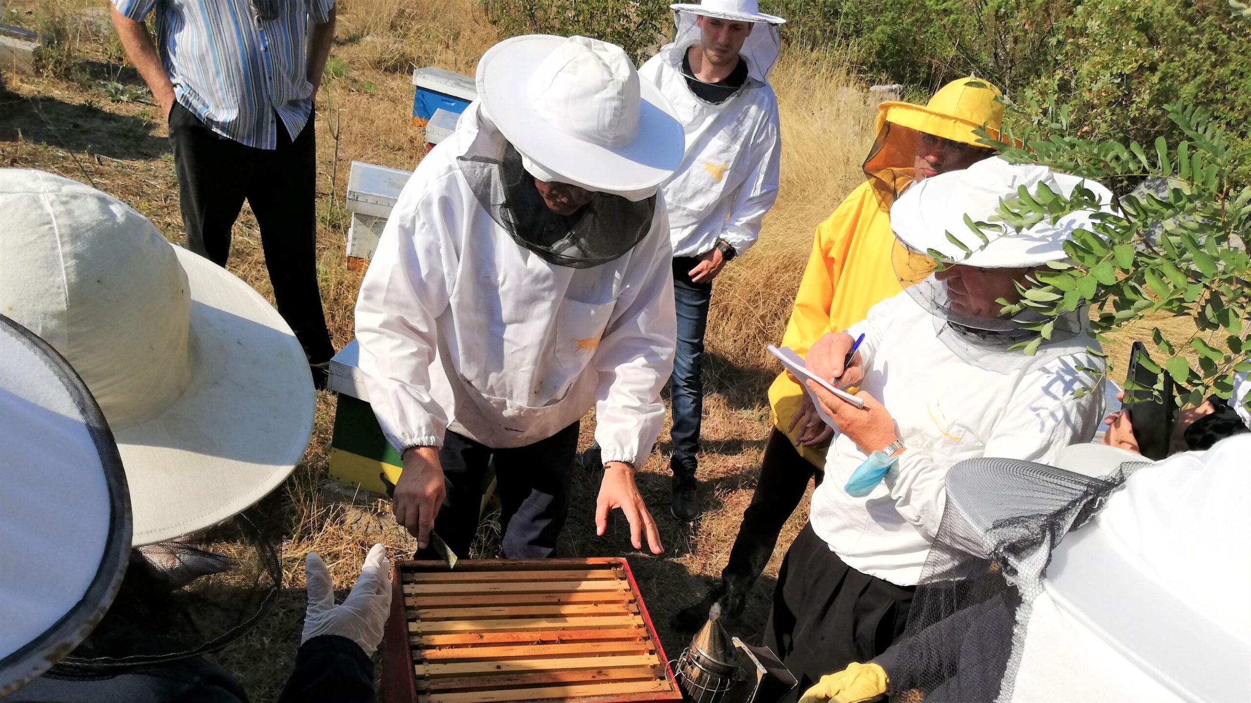 pčelarstvo kao prilika za mlade