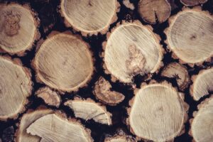 izvoz drvnog sektora